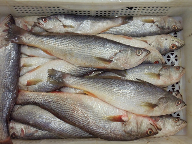 image of Seatrout